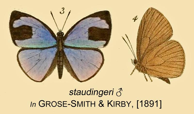 Staudingeri inGSK1891