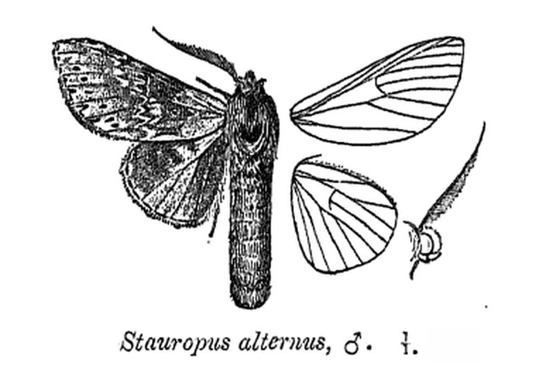 StauropusAlternus