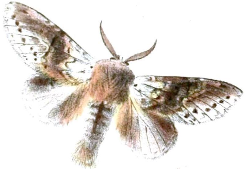 Stauropus sikkimensis sikkimensis