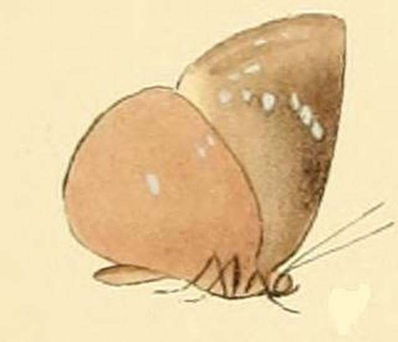 Stempfferia carcina