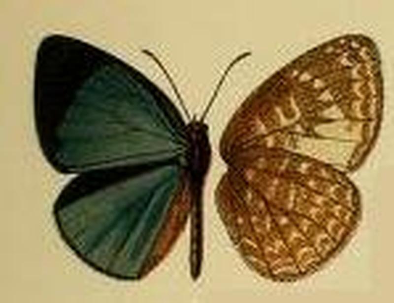 Stempfferia cercenoides