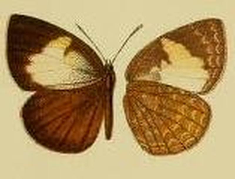 Stempfferia cercenoides1
