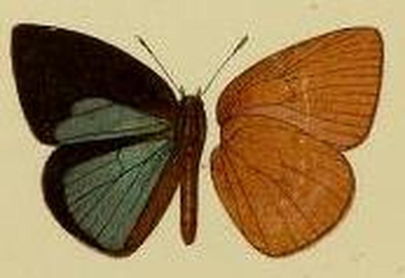 Stempfferia tumentia