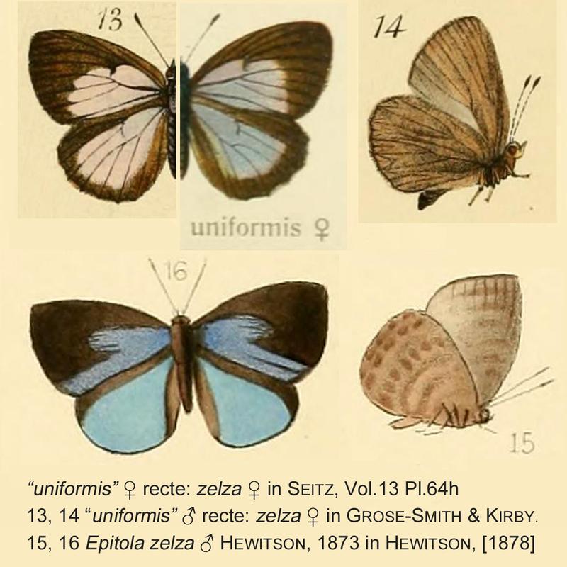 Stempfferia zelza synonymy
