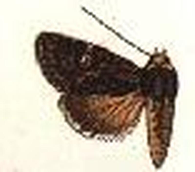 Stenopterygia tenebrosa