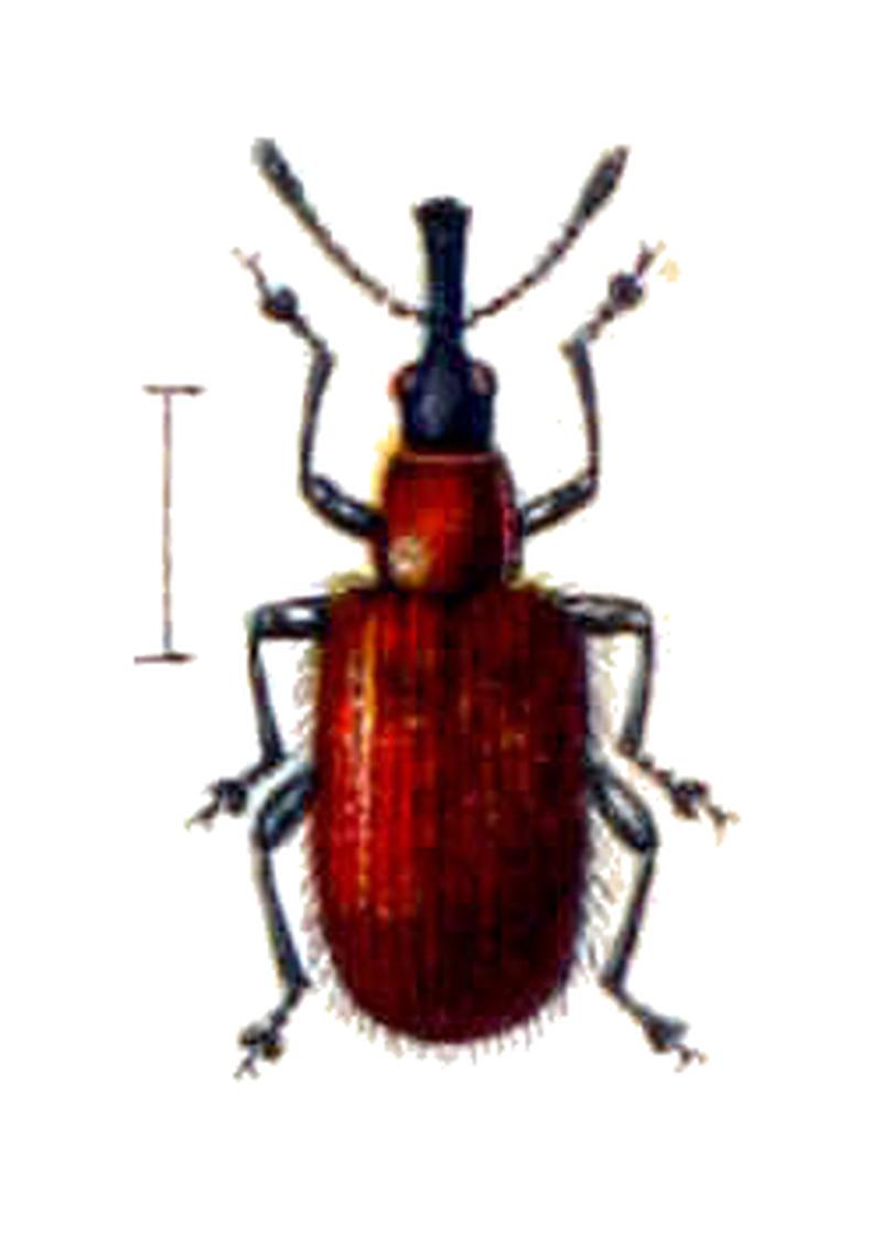 Stenorhynchites caeruleocephalus