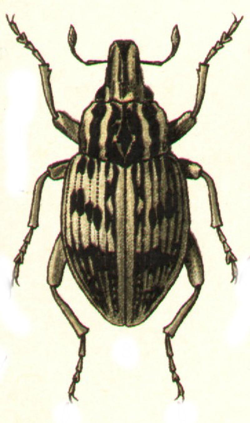 Stephanocleonus nassicornis