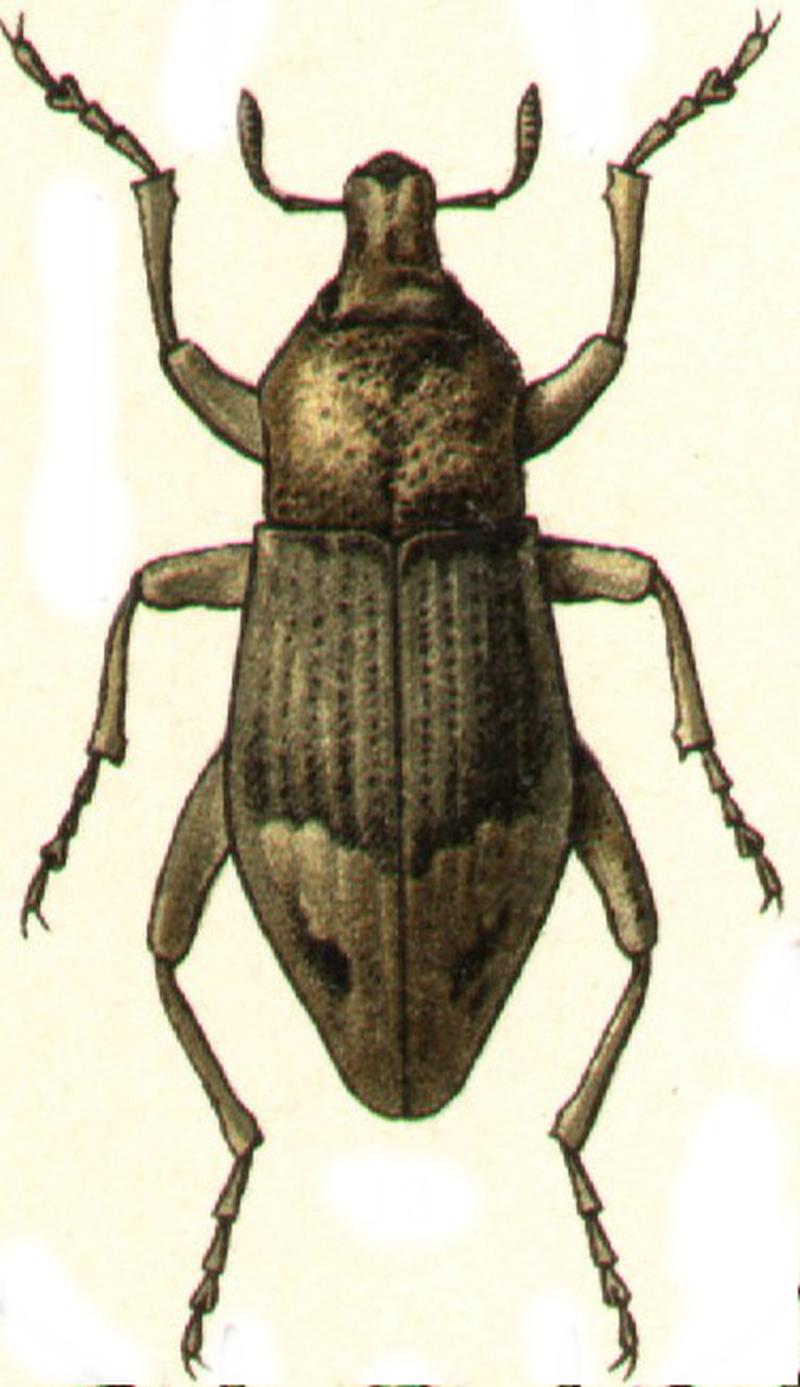 Stephanocleonus thoracicus