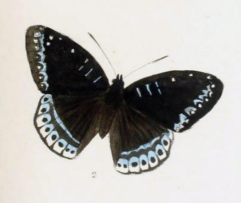 StibochionaNicea217 2