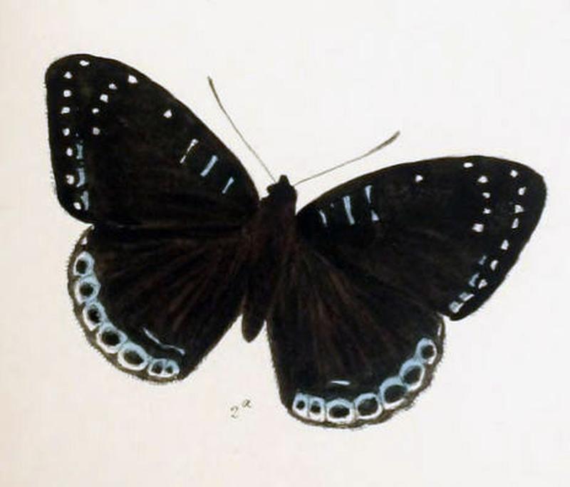 StibochionaNicea217 2a