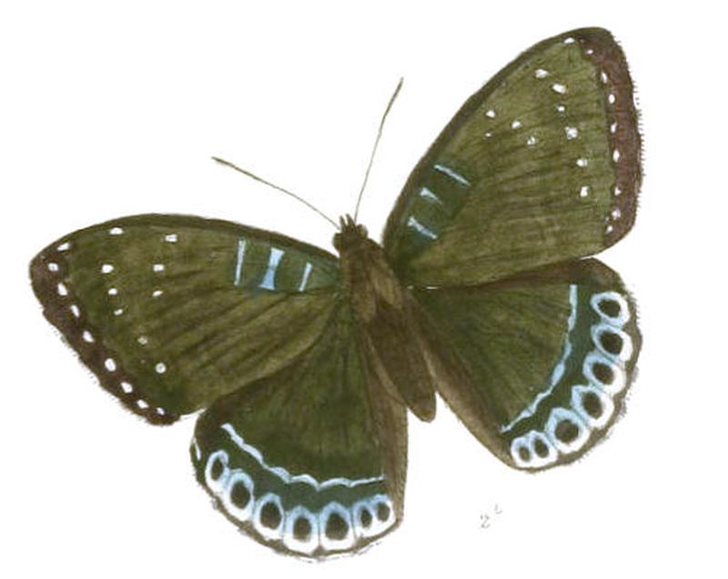 StibochionaNicea217 2b