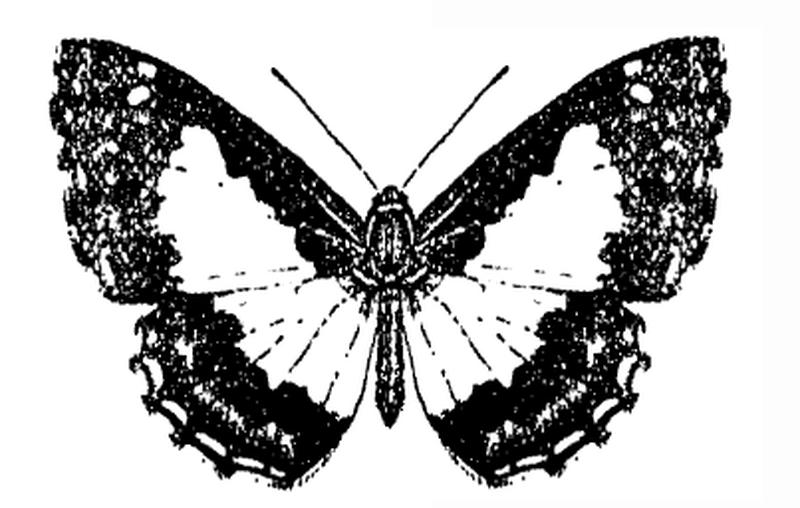 StibogesNymphidia