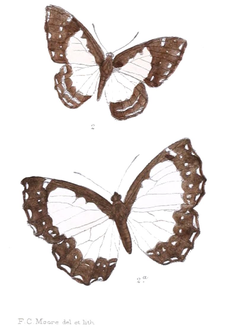 Stiboges nymphidia 405