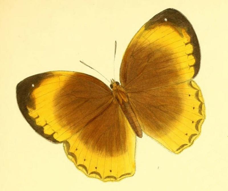 StichophthalamaNurinissa161 1