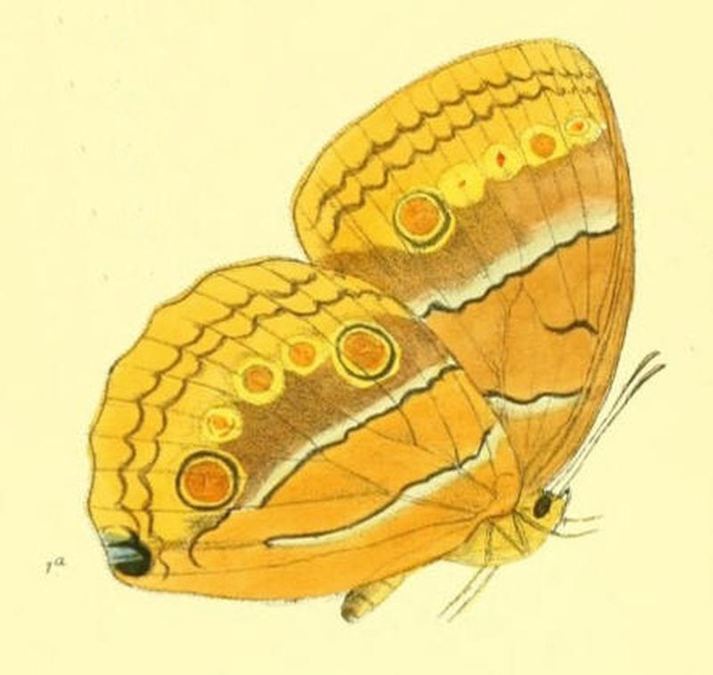StichophthalamaNurinissa161 1a