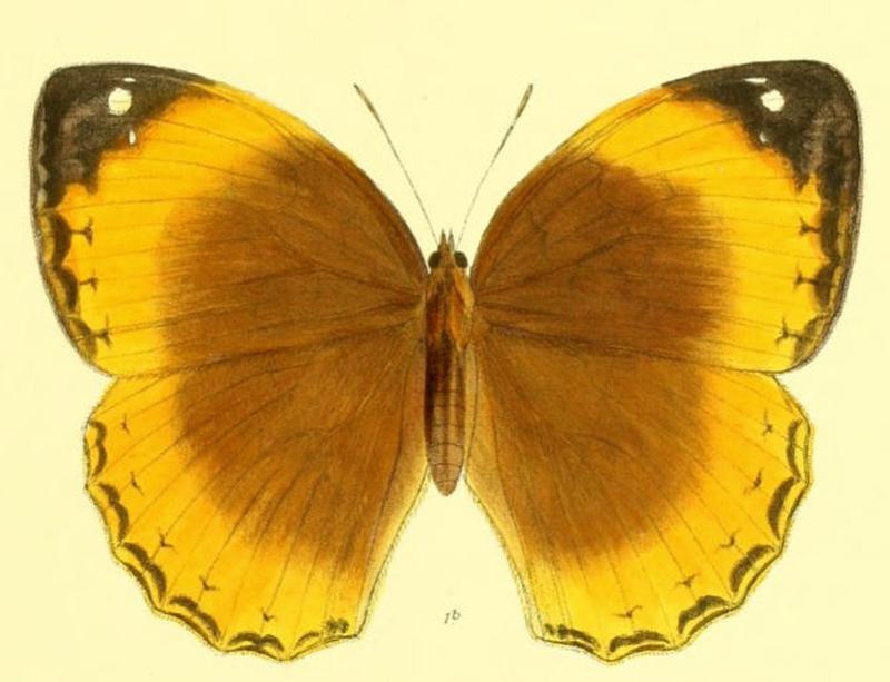 StichophthalamaNurinissa161 1b