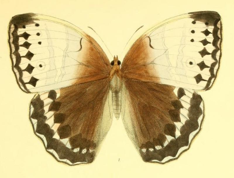 StichophthalmaCamadeva158 1