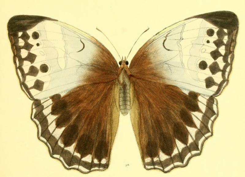 StichophthalmaCamadeva158 1a