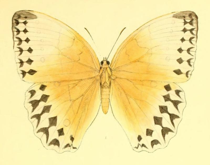 StichophthalmaLouisa159 1