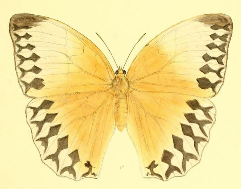 StichophthalmaLouisa159 1a
