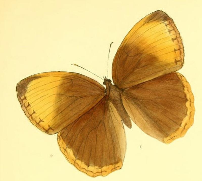 StichophthalmaNourmahal160 1
