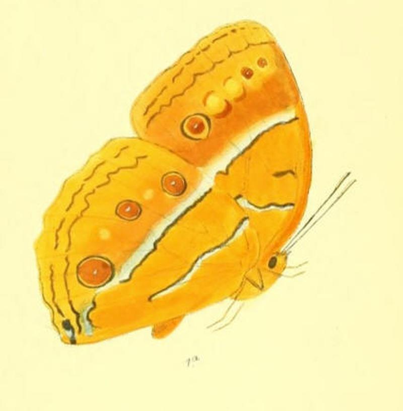 StichophthalmaNourmahal160 1a