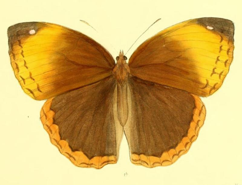 StichophthalmaNourmahal160 1b