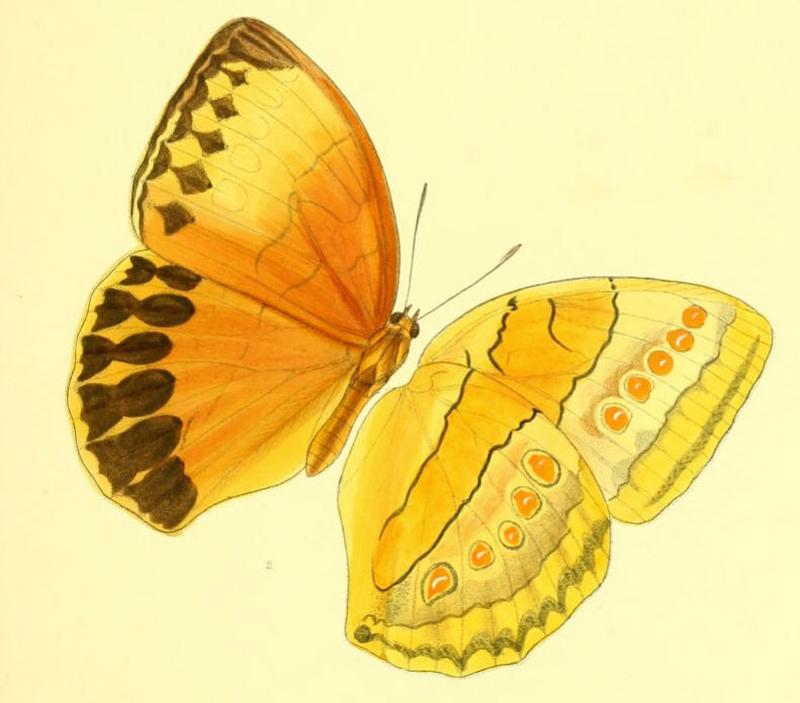 StichophthalmaSparta167 2