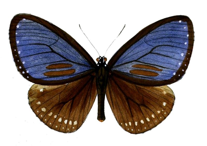 StictoploeaHarrisii 52 1
