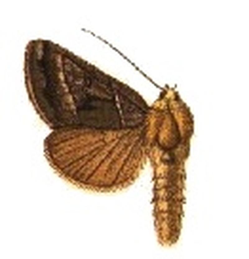 Stigmoctenoplusia aeneofusa
