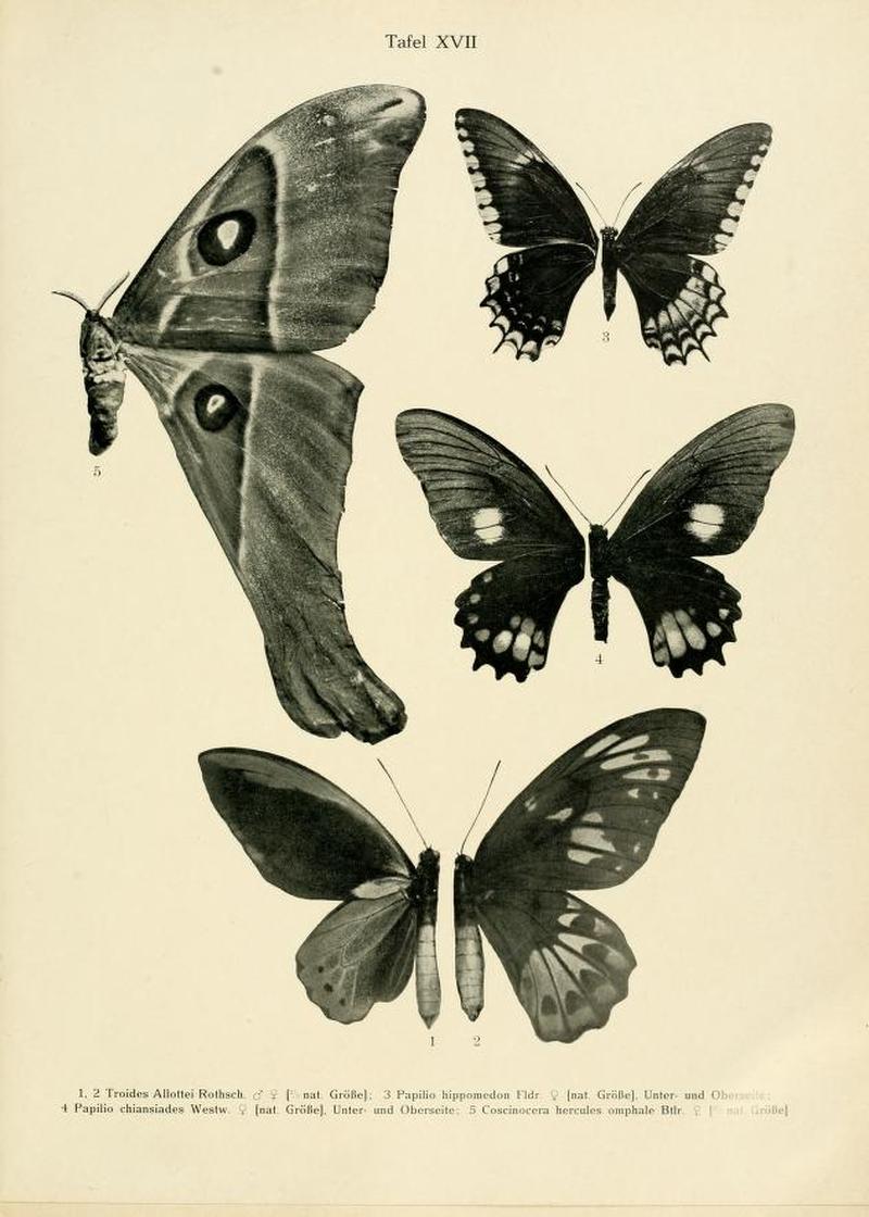 Strand 1916 Lepidoptera Niepeltiana PlateXVII