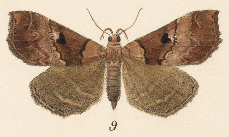 Strathocles imitata female Druce 1891