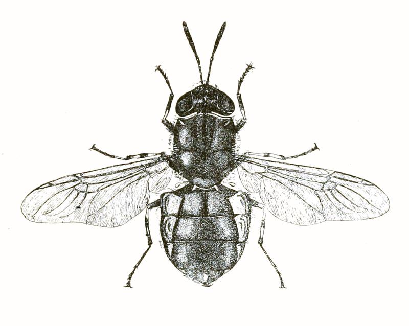 Stratiomyia discalis