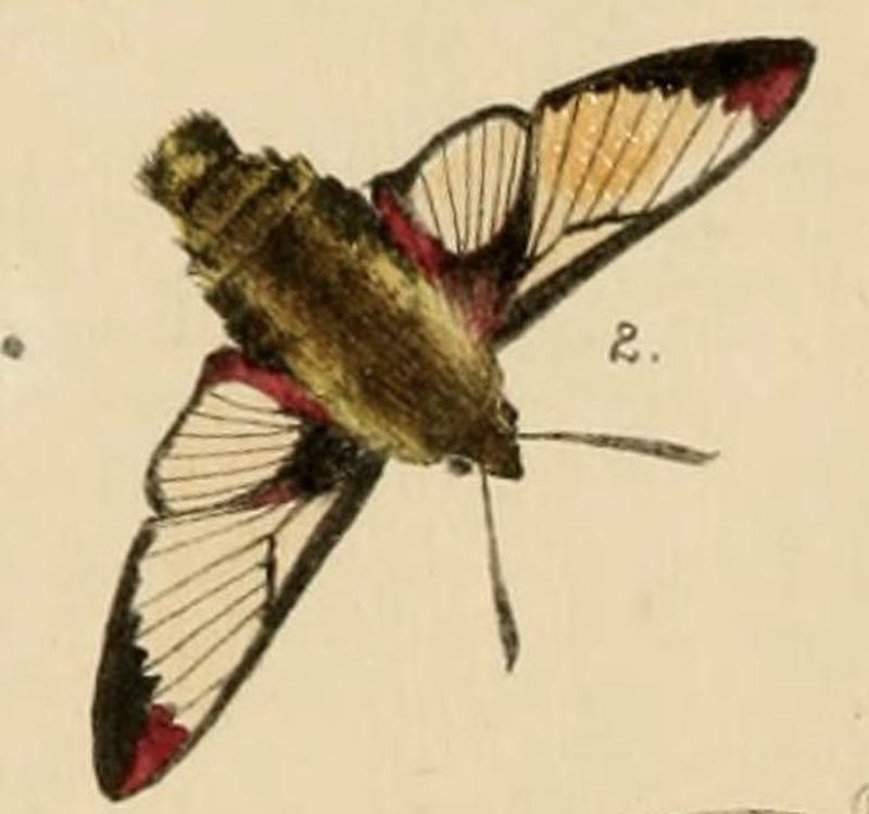 Strecker Hemaris aethra illustration 1879
