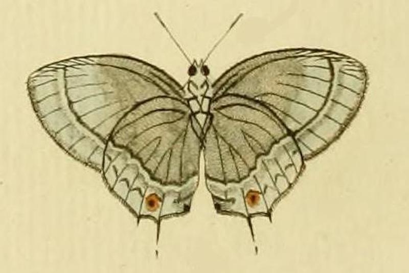 Strephonota sphinx1