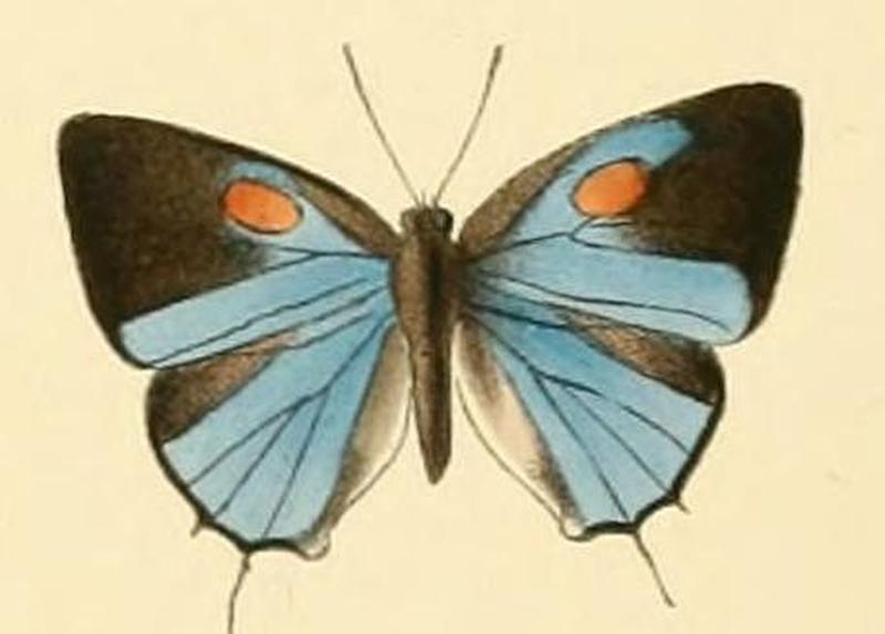 Strephonota tephraeus1