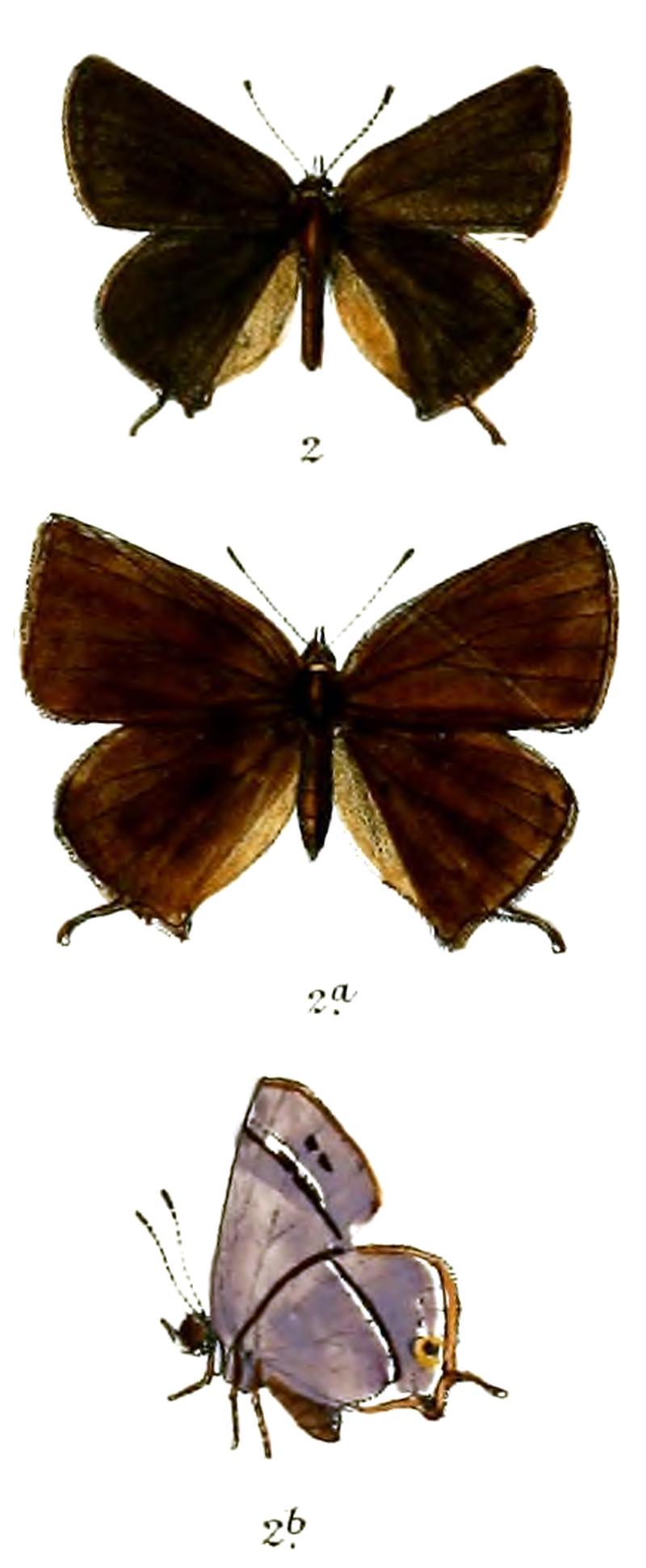 StrymonSassanides 701 2