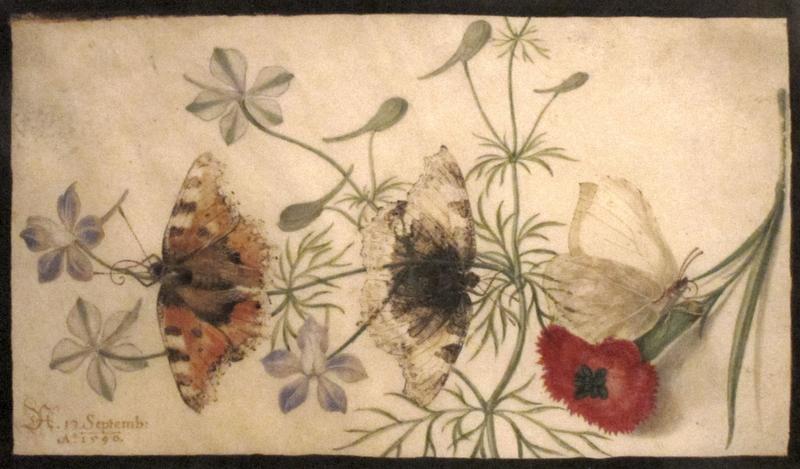 Studies of Flowers and Butterflies