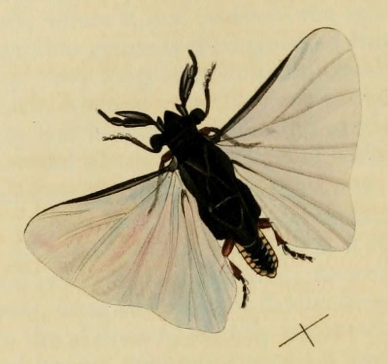 Stylops dalii (cropped)