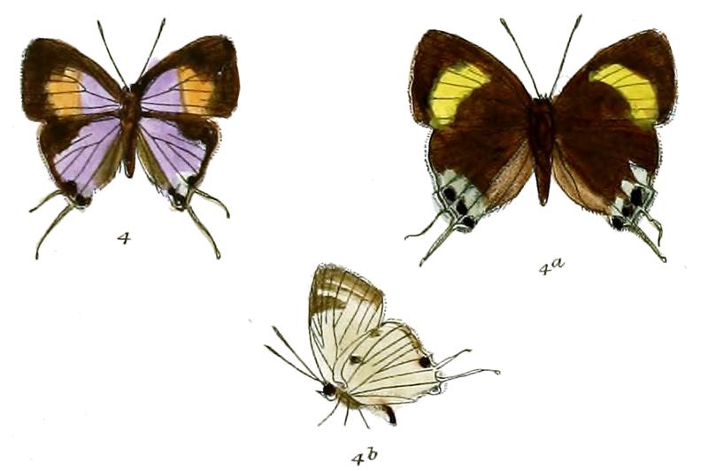 SuasaLisides 723 4 Fitch