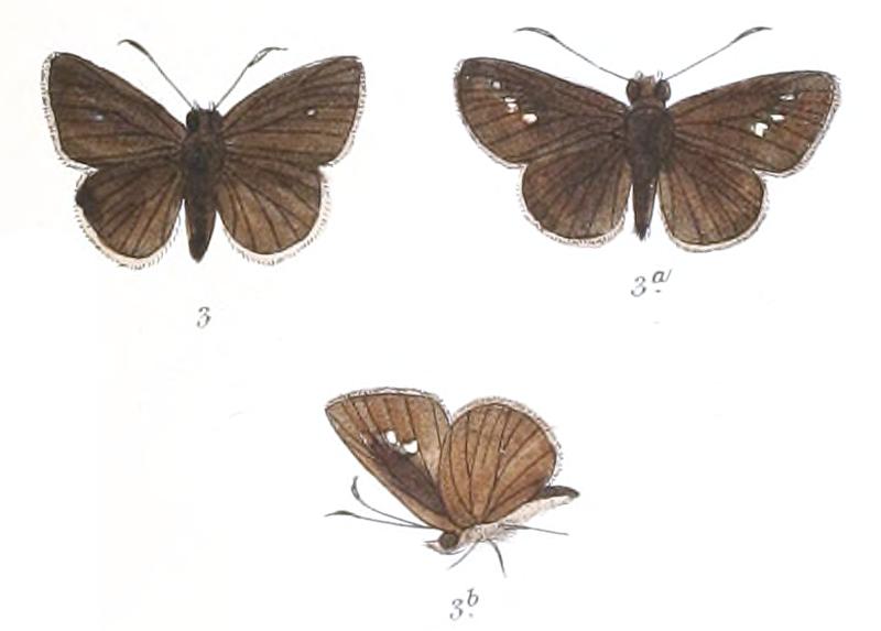 SuastusBipunctus 792 3 Fitch