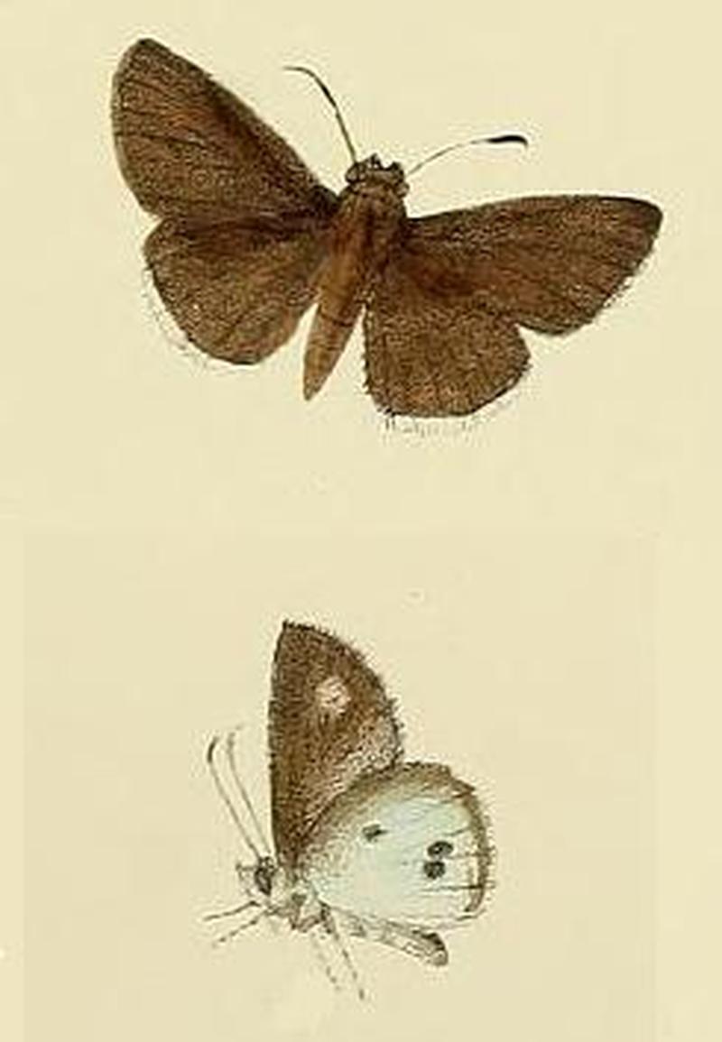 Suastus minuta