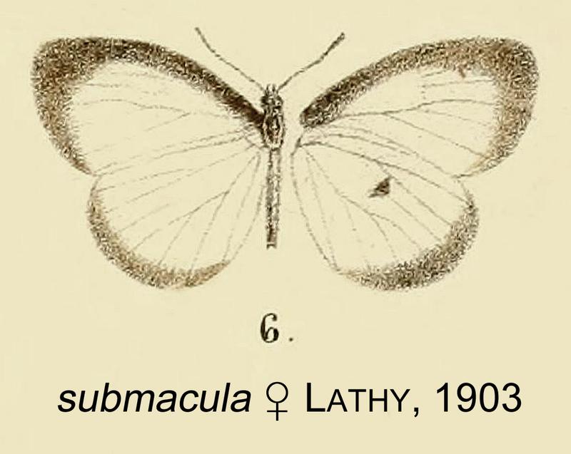 Liptena submacula from original description
