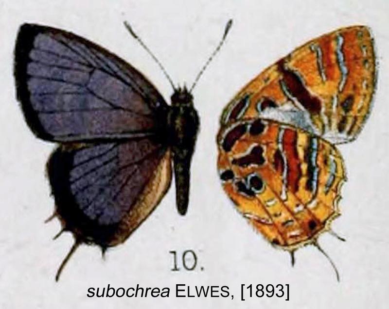 Catapaecilma subochrea from original description