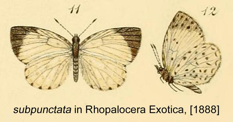 Subpunctata inGSK1888