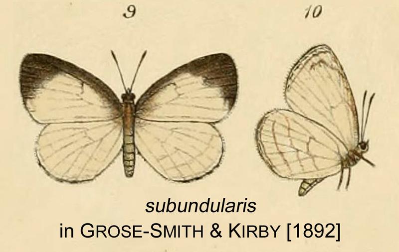 Subundularis inGSK1892