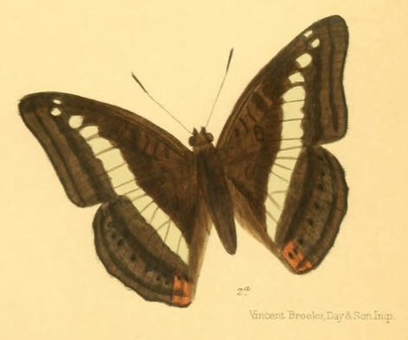 SumaliaDaraxa250 2a