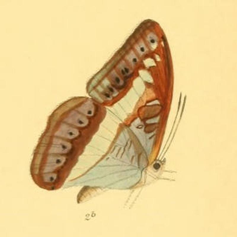 SumaliaDaraxa250 2b
