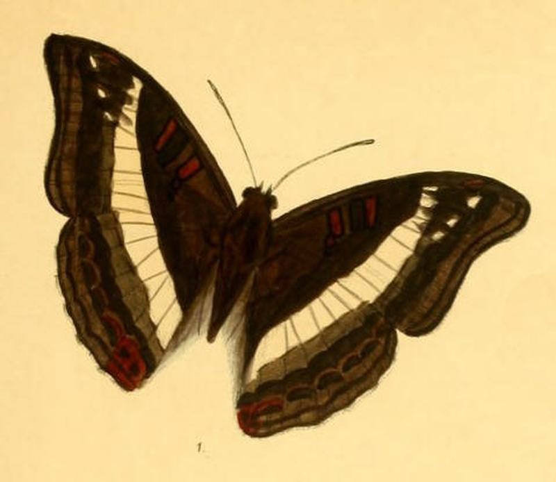 SumaliaDudu250 1