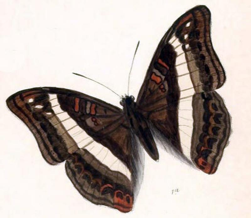 SumaliaDudu250 1a